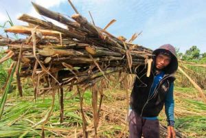 Pemerintah Kaji Penghapusan PPh untuk Petani Gula