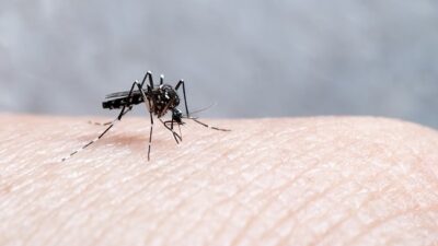 5 Obat Malaria yang Efektif Bisa Didapat di Apotik